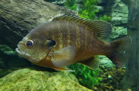 Bluegill (Lepomis macrochirus): The Ultimate Guide.